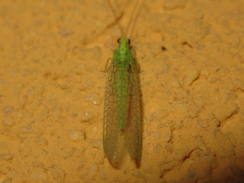 Chrysopidae da determinare???